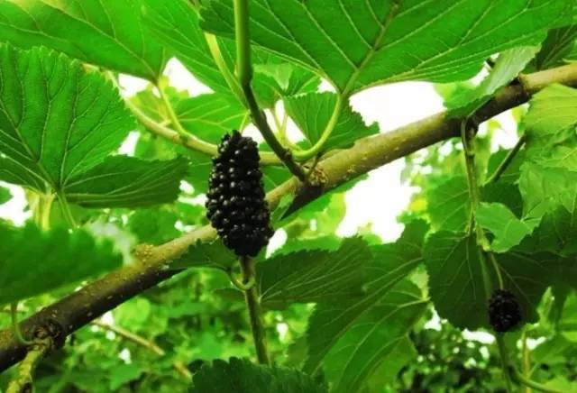 Tiếp đến là khả năng làm sạch gan và cải thiện thị lực. Lá dâu tằm không những dùng được chữa mắt đỏ, phong nhiệt mà còn có tác dụng thanh nhiệt giảm đỏ mắt, sưng đau do gan bị iêm sưng, có thể dùng chung với cúc tần, hạt mã đề, v.v.