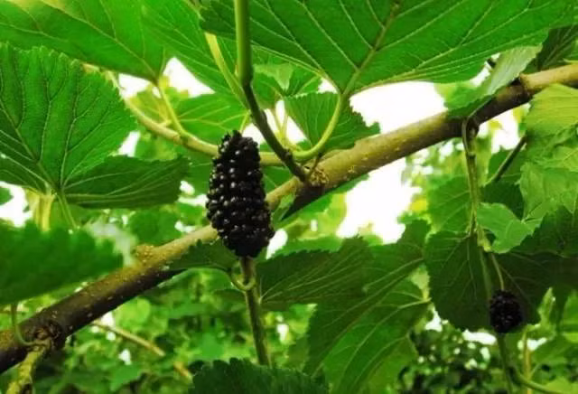 Tiếp đến là khả năng làm sạch gan và cải thiện thị lực. Lá dâu tằm không những dùng được chữa mắt đỏ, phong nhiệt mà còn có tác dụng thanh nhiệt giảm đỏ mắt, sưng đau do gan bị iêm sưng, có thể dùng chung với cúc tần, hạt mã đề, v.v.