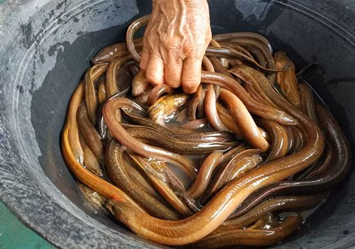 Nguoi dan ong suyt mat mang vi cho luon chui hau mon chua tao bon