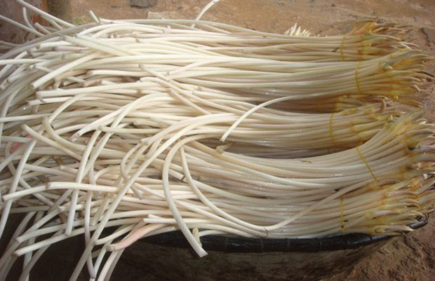 Ngoài ra, tuy có hàm lượng tinh bột cao nhưng hàm lượng calo và chất béo trong ngó sen rất thấp, chất xơ thực vật rất nhiều nên có tác dụng bảo vệ gan. Đây có thể coi là tác dụng quan trọng nhất.