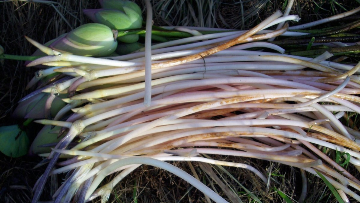 Đồng thời, ngó sen cũng là thực phẩm giảm cân rất tốt, ăn nhiều củ sen vào mùa hè thực sự sẽ giúp bổ khí huyết, dưỡng trắng da, rất đáng mong đợi.