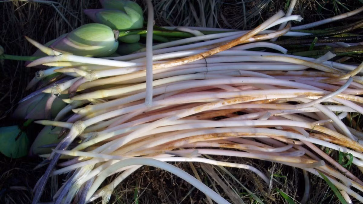 Đồng thời, ngó sen cũng là thực phẩm giảm cân rất tốt, ăn nhiều củ sen vào mùa hè thực sự sẽ giúp bổ khí huyết, dưỡng trắng da, rất đáng mong đợi.