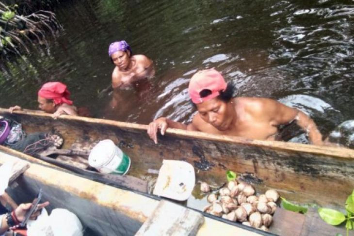Tuy nhiên, khu rừng ngập mặn này cũng đã phải đối mặt với những đợt khủng hoảng mới trong những năm gần đây. So với năm 1967, hơn 50% diện tích rừng ngập mặn đã biến mất.