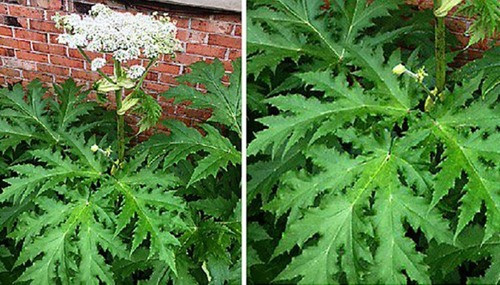 Dao choi hai hoa ngoai duong, be gai khoc thet vi bong rat