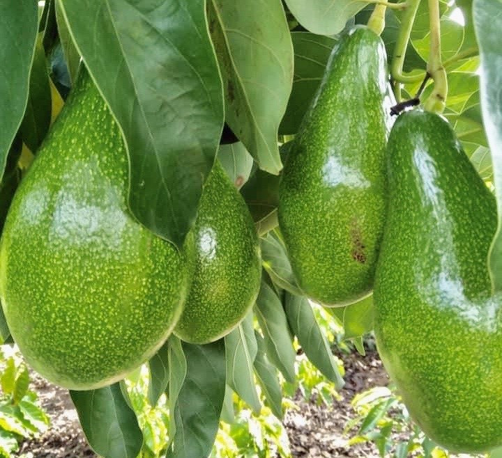 Nhưng bơ là loại quả có hàm lượng chất béo cao, chứa nhiều enzym, nếu ăn quá nhiều sẽ xúc tác làm tăng lipid và cholesterol trong máu, gây hại cho gan và hệ tim mạch.