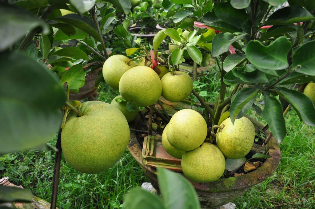 Những người mắc mỡ máu sẵn tốt nhất nên ăn ít bưởi, kể cả có thích đến đâu.