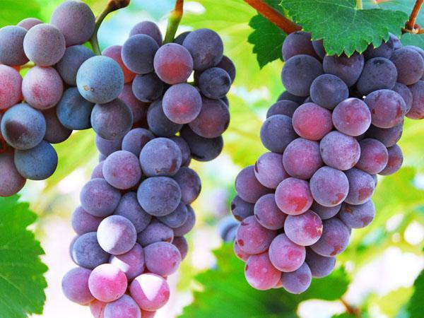 Chúng ta đều biết rằng nồng độ lipid trong máu (mỡ máu) có liên quan mật thiết đến chế độ ăn uống. Một số thực phẩm chúng ta thường sử dụng có thể là nguyên nhân gây tăng lipid máu. Nho là một loại trái cây phổ biến, giàu dinh dưỡng và có vị chua ngọt, thiên ngọt nhiều hơn. Quan điểm dân gian cho rằng người mỡ máu cao ăn quá nhiều đường, không chuyển hóa được sẽ chuyển hóa thành mỡ tích trữ trong cơ thể làm tăng lipid máu.