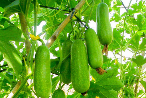 Ngoài ra, bí xanh chứa nhiều chất xơ dạng sợi, loại chất xơ này rất có lợi cho ruột và đường tiêu hóa. Khả năng sinh nhiệt thấp, hàm lượng chất béo gần như không có và có khả năng làm giảm tích tụ mỡ trong cơ thể nên đây là loại rau quả cực thích hợp cho người giảm béo.