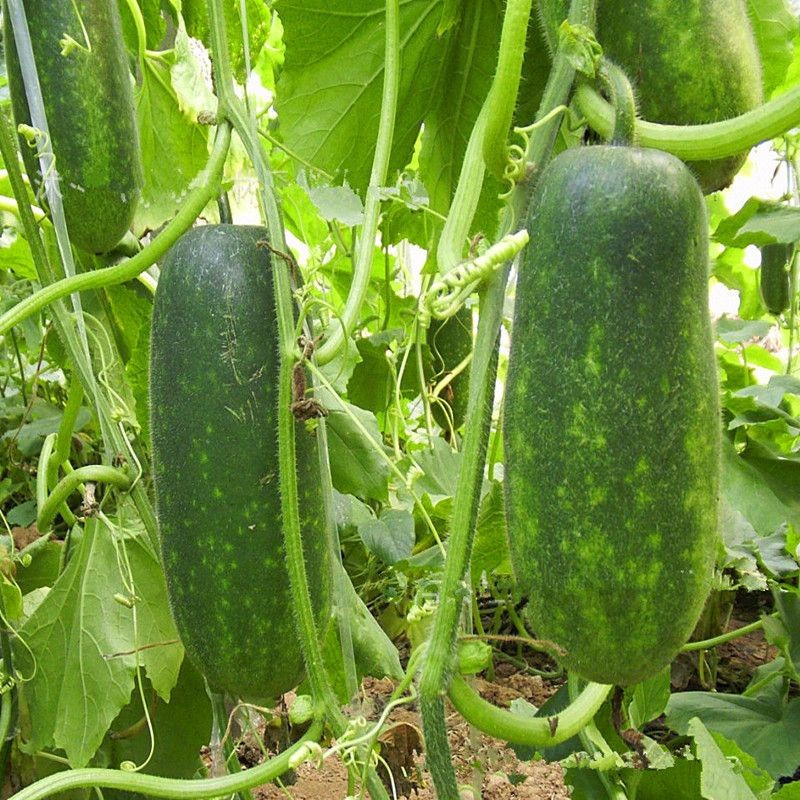 Uống nước bí xanh thường xuyên cũng sẽ cải thiện được làn da, giúp da tươi sáng lên một cách rõ rệt.