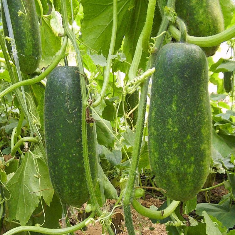 Uống nước bí xanh thường xuyên cũng sẽ cải thiện được làn da, giúp da tươi sáng lên một cách rõ rệt.