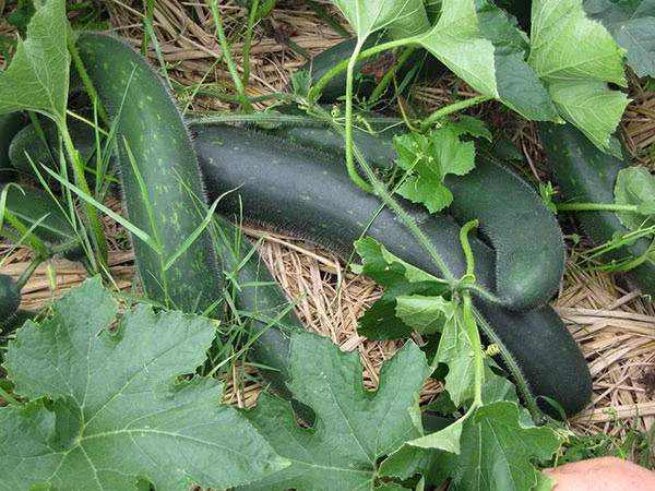 Nước sắc từ vỏ bí xanh có thể dùng để chữa nhiều bệnh như phù thũng, hạt bí xanh có thể thanh nhiệt, long đờm.