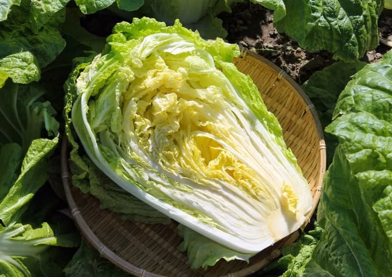 Thay loai cai thao nay, re den dau cung tuyet doi khong mua, khong an-Hinh-10