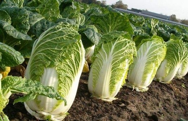 Thay loai cai thao nay, re den dau cung tuyet doi khong mua, khong an-Hinh-6