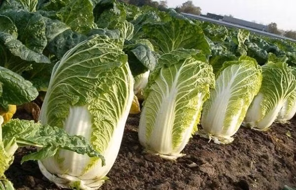 Thay loai cai thao nay, re den dau cung tuyet doi khong mua, khong an-Hinh-6