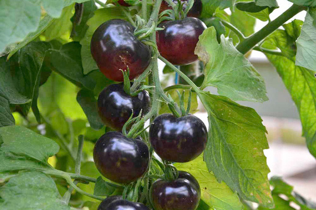 Trong cà chua đen còn chứa một lượng lớn axit malic, ăn thường xuyên cũng có thể cải thiện chức năng đường tiêu hóa, tăng cường tỳ vị, bồi bổ dạ dày và hỗ trợ tiêu hóa.