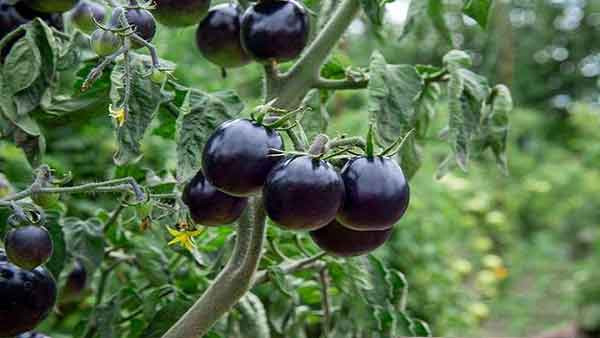 Chúng ta đều biết cà chua thông thường chứa hàm lượng vitamin C cao, nhiều bạn nữ yêu thích làm đẹp thường ăn cà chua để có được làn da đẹp. Loại cà chua đen này còn chứa hàm lượng vitamin C cao hơn nữa nên ẩn chứa tác dụng tuyệt vời đối với làn da. Nếu không muốn già nhanh, có thể thường xuyên ăn loại cà chua đen này.