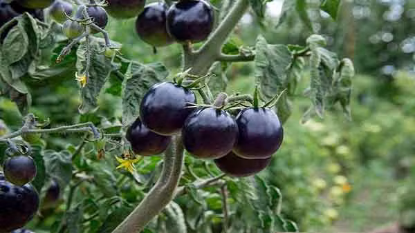 Chúng ta đều biết cà chua thông thường chứa hàm lượng vitamin C cao, nhiều bạn nữ yêu thích làm đẹp thường ăn cà chua để có được làn da đẹp. Loại cà chua đen này còn chứa hàm lượng vitamin C cao hơn nữa nên ẩn chứa tác dụng tuyệt vời đối với làn da. Nếu không muốn già nhanh, có thể thường xuyên ăn loại cà chua đen này.