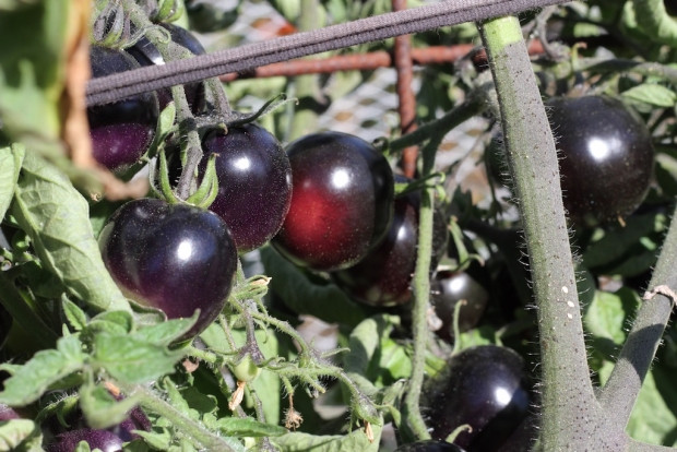 Như đã nói ở trên, vitamin C có trong cà chua đen đặc biệt phong phú, ngoài ra còn có nhiều caroten và axit hữu cơ, đây là những dưỡng chất mà làn da của chúng ta cần.