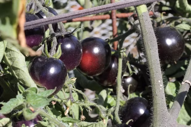 Như đã nói ở trên, vitamin C có trong cà chua đen đặc biệt phong phú, ngoài ra còn có nhiều caroten và axit hữu cơ, đây là những dưỡng chất mà làn da của chúng ta cần.