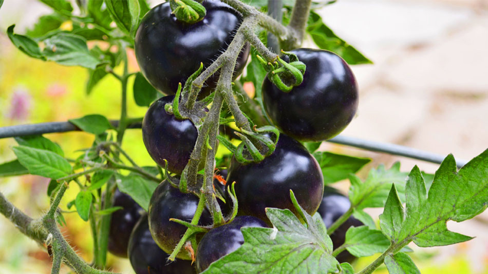 Hương vị của cà chua đen rất ngon, ngon hơn nhiều so với những loại cà chua chúng ta thường ăn. Giá trị dinh dưỡng của nó cũng rất cao, có rất nhiều tác dụng.