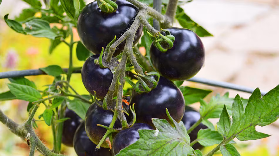 Hương vị của cà chua đen rất ngon, ngon hơn nhiều so với những loại cà chua chúng ta thường ăn. Giá trị dinh dưỡng của nó cũng rất cao, có rất nhiều tác dụng.