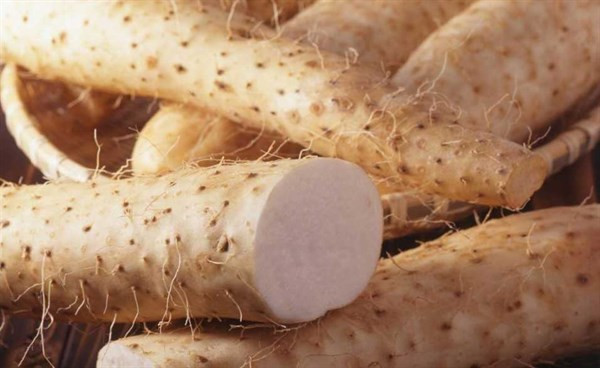 Ngoài ra, xào củ mài cũng được khuyến khích vì xào nhanh sẽ hạn chế tối đa việc mất đi các chất dinh dưỡng như tinh bột, glycoprotein, axit amin, chất nhầy, choline và vitamin có trong củ mài.