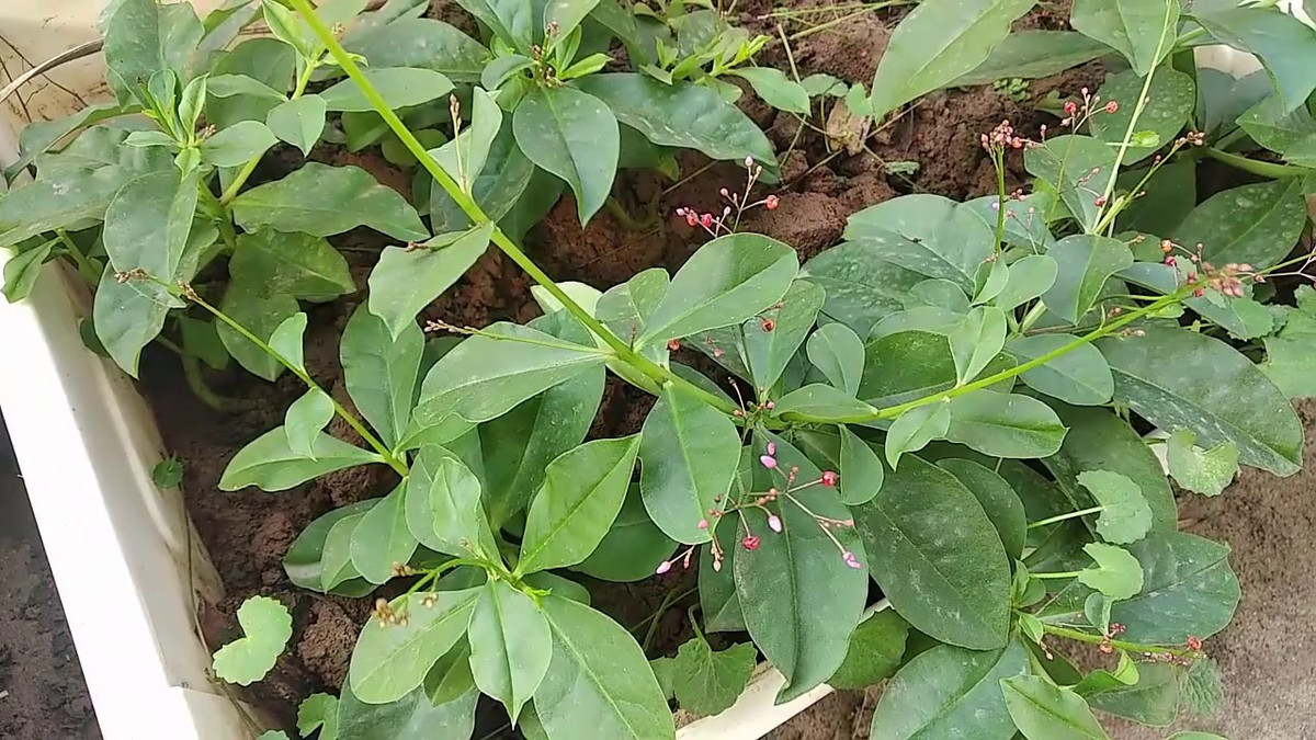 Hương vị của sâm đất khá giòn, mùi thơm dễ chịu, lá có thể dùng để xào, nấu canh, củ thì dùng để ngâm rượi hoặc xào nấu, hầm canh, đều rất ngon.