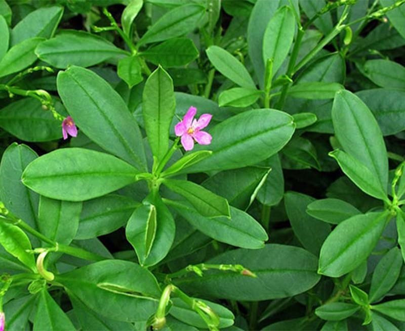 Loại rau dại này có công dụng bổ khí, dưỡng huyết. Một số dưỡng chất có thể ngang ngửa với nhân sâm nên còn có tên là sâm đất hay sâm mồng tơi.