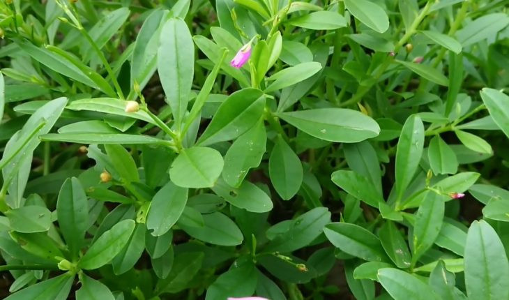 Có thể nói, đây vừa là loại rau xanh bổ dưỡng, tốt cho sức khỏe, vừa là loại thảo dược có công dụng thanh nhiệt, giải độc, bổ khí huyết.