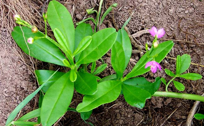 Sâm đất là dạng cây thảo, mọc quanh năm, rễ thường được dùng để làm thuốc.