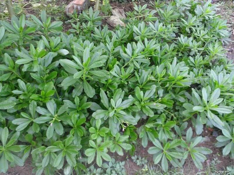 Thân và lá của cây sâm đất có thể ăn được, là loại rau dân dã, có giá trị dinh dưỡng và dược tính cao.