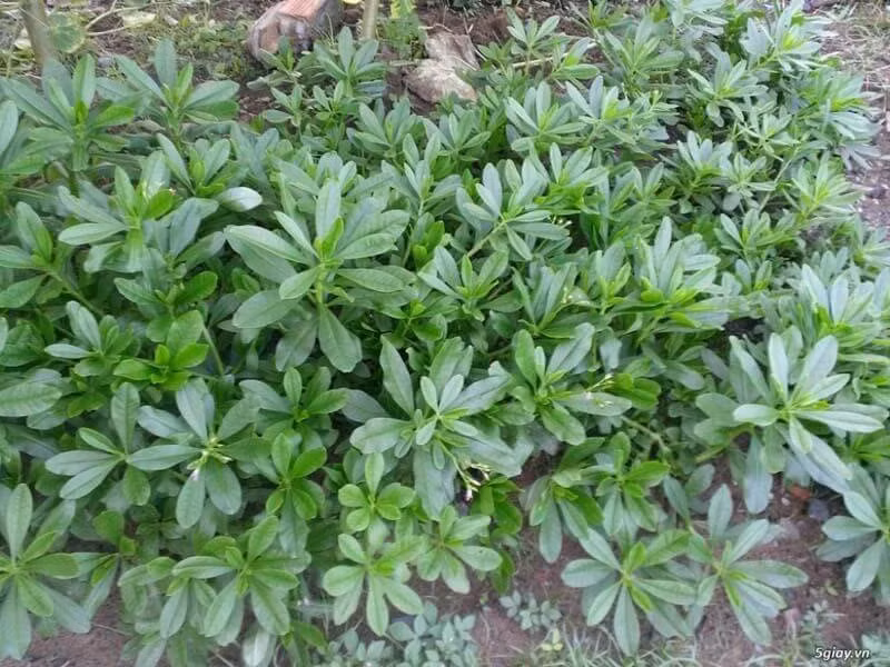 Thân và lá của cây sâm đất có thể ăn được, là loại rau dân dã, có giá trị dinh dưỡng và dược tính cao.