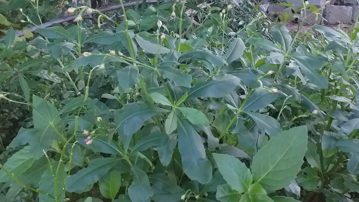 Dù trồng trong chậu hay trồng nơi đất vườn rộng rãi cũng có thể phát triển xanh tốt.