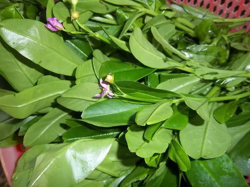 Sâm đất có đặc điểm của rau dại đó là rất dễ sống, ưa môi trường ấm ẩm, nhiều ánh sáng nhưng cũng chịu bóng râm, chịu được nhiệt độ cao.