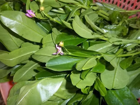 Sâm đất có đặc điểm của rau dại đó là rất dễ sống, ưa môi trường ấm ẩm, nhiều ánh sáng nhưng cũng chịu bóng râm, chịu được nhiệt độ cao.