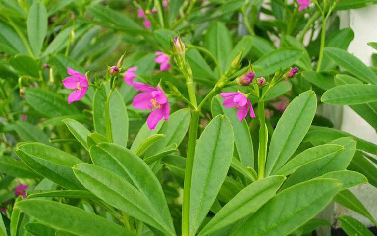 Loại rau dại này rất dễ thấy, đặc biệt ở một số nơi ẩm thấp vùng nông thôn, nó mọc khắp nơi, lấn át các cây khác nên một số người tỏ ra khó chịu. Tuy nhiên, những ai đã biết đến nó thì đều biết đó là loại cây rất giá trị.