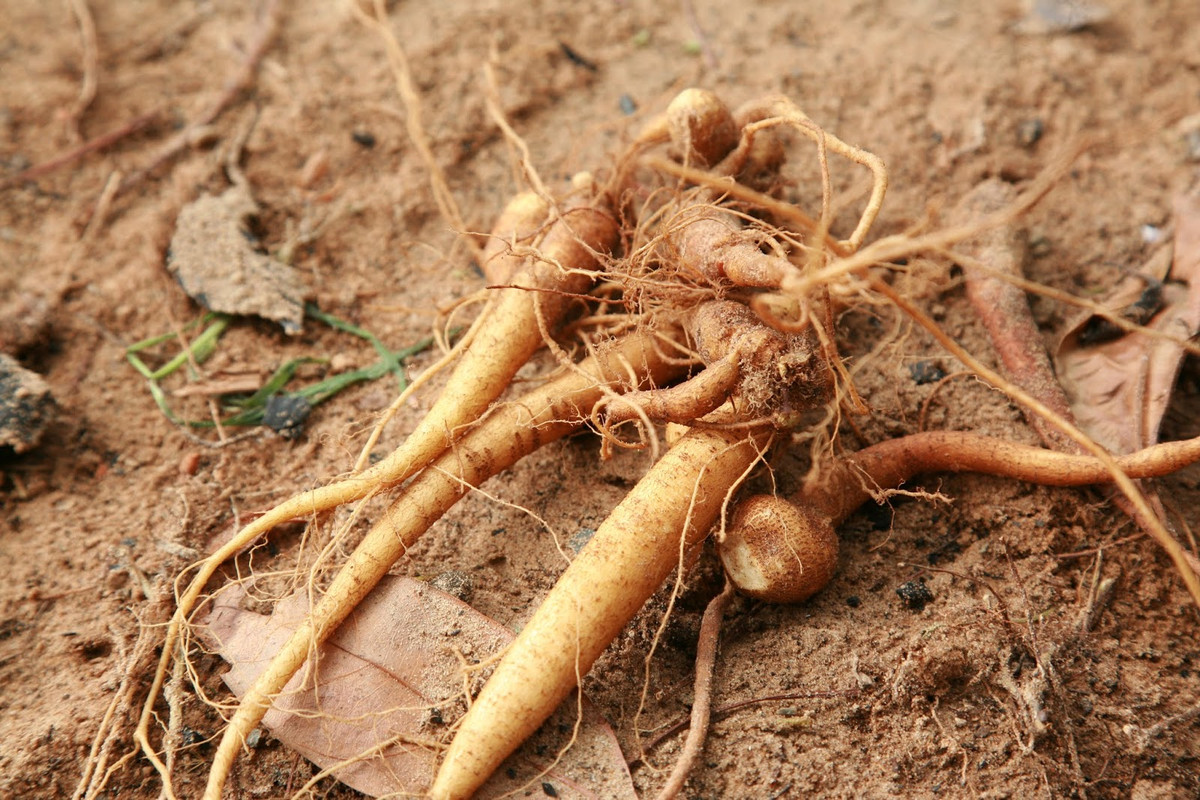 Củ sâm đất cũng có hình dạng khá giống nhân sâm, một số công dụng cũng tương tự nhưng giá rẻ hơn rất nhiều.