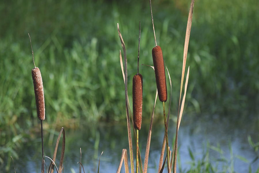 Sau này, khi đời sống khá giả, cây xúc xích được nhìn nhận lại. Nó có nhiều ưu điểm đáng được ghi nhận. Đầu tiên, nó có thể đuổi muỗi cực tốt.