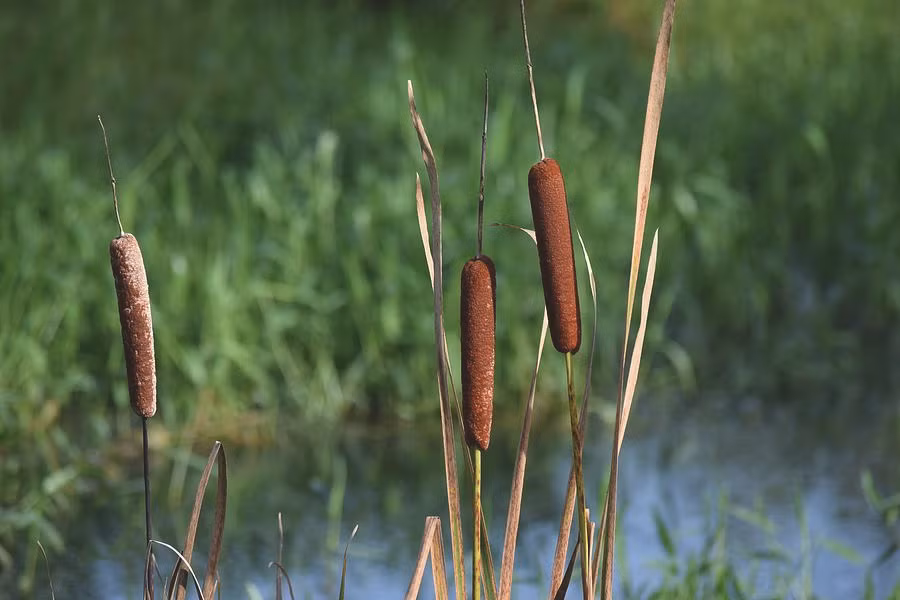 Sau này, khi đời sống khá giả, cây xúc xích được nhìn nhận lại. Nó có nhiều ưu điểm đáng được ghi nhận. Đầu tiên, nó có thể đuổi muỗi cực tốt.