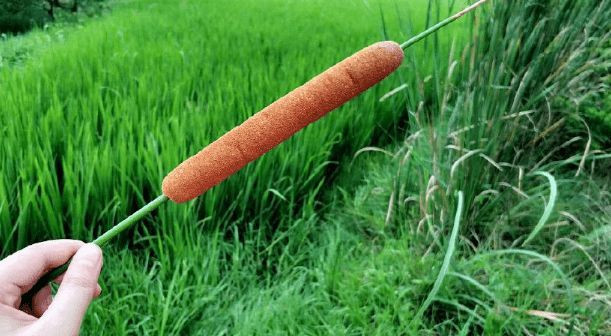 Lý do cây xúc xích có thể phát triển nhanh như vậy là nó có bộ rễ cực kỳ phát triển, có thể hút chất dinh dưỡng từ đất rất hiệu quả. Cũng chính vì lẽ này, nó đã từng bị người nông dân ghét vô cùng, vì làm giảm năng suất các cây trồng khác.