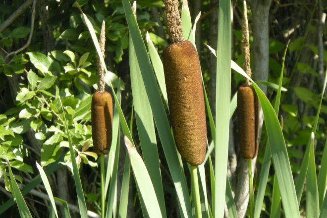 Khi sao lên có thể thu làm sáp để cầm máu, chữa các chứng xuất huyết, thổ huyết, khạc đờm ra máu, máu cam. Đồng thời, bồ hoàng có thể trộn với mật ong để dùng làm thuốc giúp giảm xuất huyết bên trong.