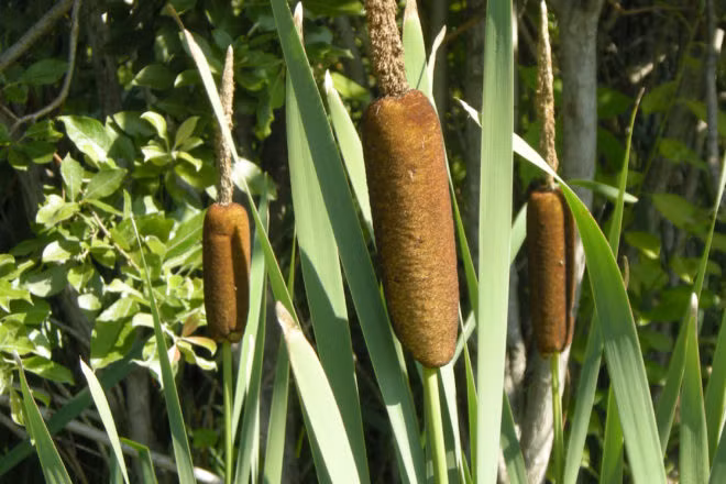 Khi sao lên có thể thu làm sáp để cầm máu, chữa các chứng xuất huyết, thổ huyết, khạc đờm ra máu, máu cam. Đồng thời, bồ hoàng có thể trộn với mật ong để dùng làm thuốc giúp giảm xuất huyết bên trong.