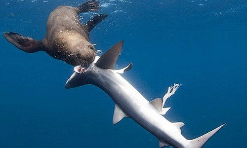 Rung minh hai cau can chet, moi ruot ca map tra thu-Hinh-2