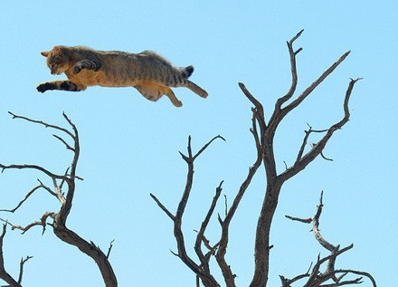 Cú nhảy liều lĩnh của chú mèo rừng đã giúp nó sống sót.