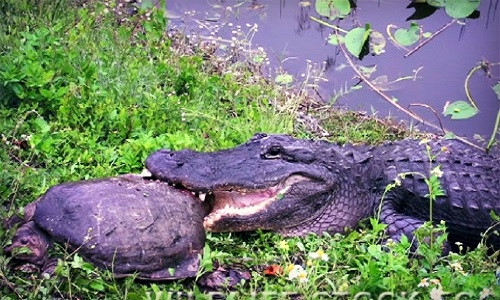 Ca sau hung du xoi tai ca...rua gay kinh hai