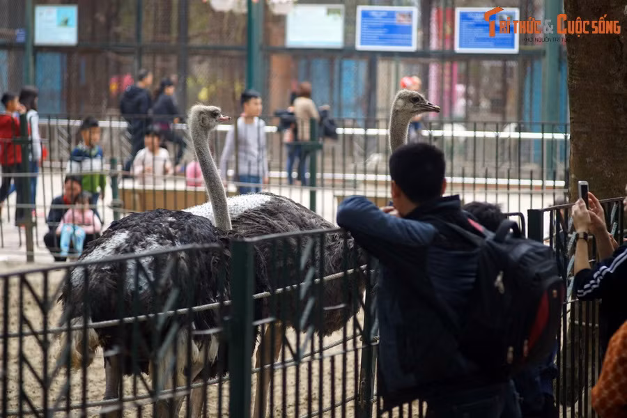 Năm 1976, để đáp ứng nhu cầu phát triển và thực hiện quy hoạch chung, UBND thành phố Hà Nội quyết định di dời đàn động vật và một số chuồng trại từ Công viên Bách Thảo về Công viên Thủ Lệ và thành lập nên Vườn Thú Hà Nội.