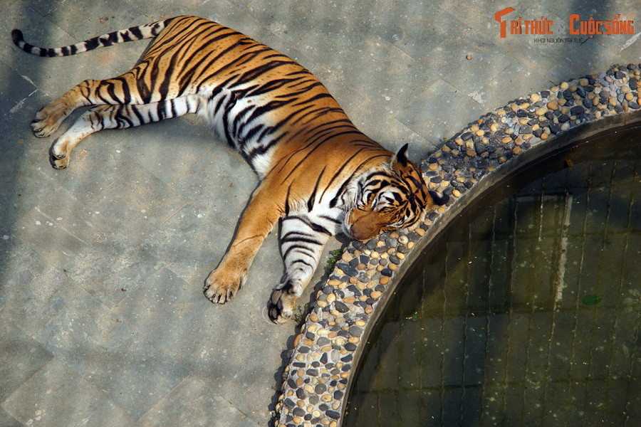 Trong các loài vật được nuôi tại Vườn thú, có hơn 40 loài đặc hữu quý hiếm nằm trong Sách Đỏ của Việt Nam như hổ Đông Dương, báo gấm, báo lửa, cầy vằn, báo hoa mai, gà lôi lam đuôi trắng, các loại chim họ Trĩ, cá cóc Tam Đảo...