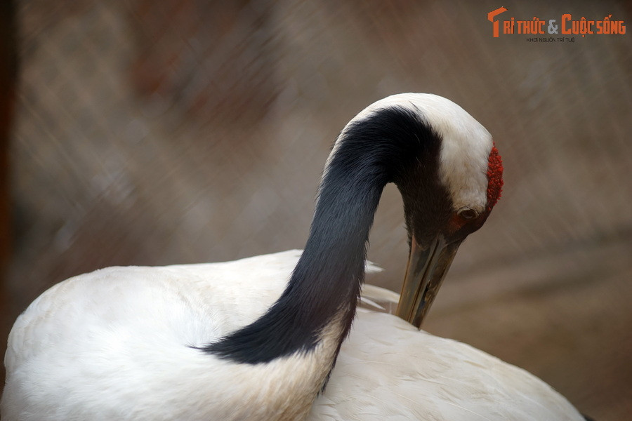 Sau khi thành lập, Vườn Thú Hà Nội đã tiếp nhận nhiều cá thể động vật có lai lịch đặc biệt, như đôi sếu mà Thủ tướng CHDCND Triều Tiên Kim Nhật Thành tặng Bác Hồ năm 1960, đôi trăn của Đại tướng Võ Nguyên Giáp, nai của Thủ tướng Phạm Văn Đồng tặng để phục vụ nhu cầu tham quan của nhân dân.