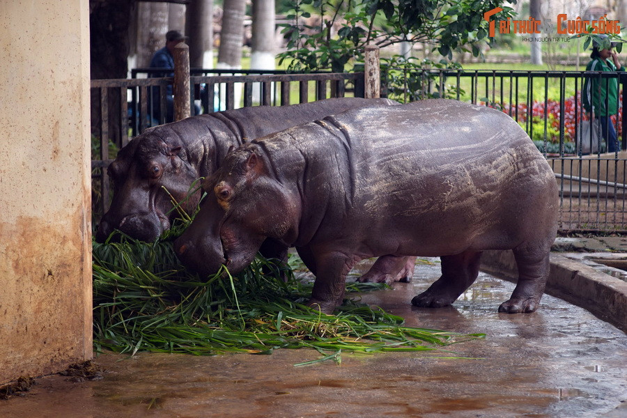 Sau nhiều thập niên bảo tồn, sưu tầm, chăn nuôi, nhân giống... đến những năm 2000, Vườn thú Hà Nội đã sở hữu 90 loài với gần 566 cá thể động vật có nguồn gốc từ trong và ngoài nước, trở thành một vườn thú có quy mô lớn của khu vực.