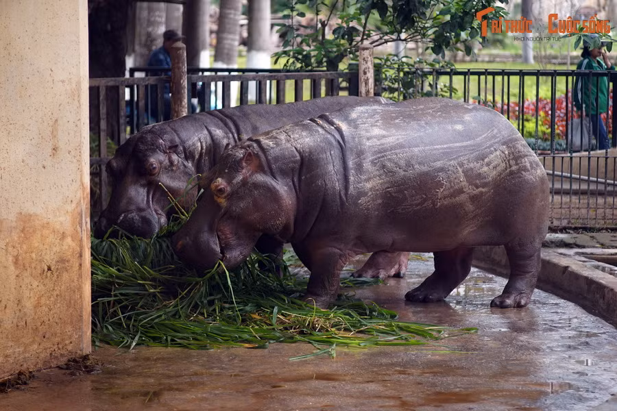 Sau nhiều thập niên bảo tồn, sưu tầm, chăn nuôi, nhân giống... đến những năm 2000, Vườn thú Hà Nội đã sở hữu 90 loài với gần 566 cá thể động vật có nguồn gốc từ trong và ngoài nước, trở thành một vườn thú có quy mô lớn của khu vực.